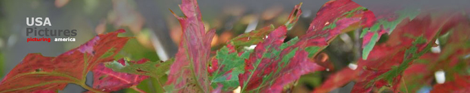 Falls colors in maine                                                                                                                                                                                                                                     